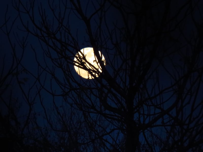 Moonlit Gardens
